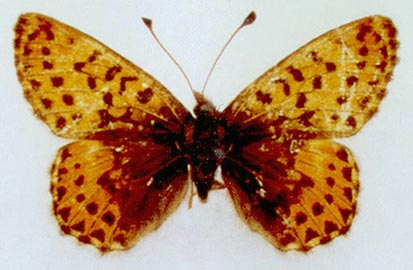 Clossiana chariclea tshuktsha, holotype, color image