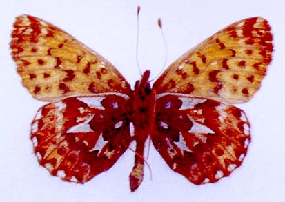 Clossiana chariclea tshuktsha, color image