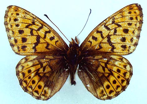 Clossiana tritonia dubatolovi, holotype, color image