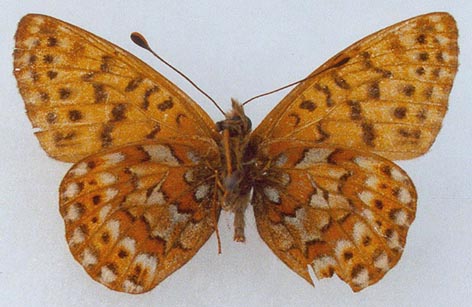 Clossiana tritonia machati, holotype, color image