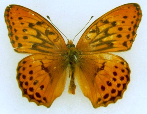 Damora sagana nordmanni, holotype, color image