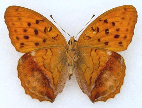 Damora sagana relicta, holotype, color image