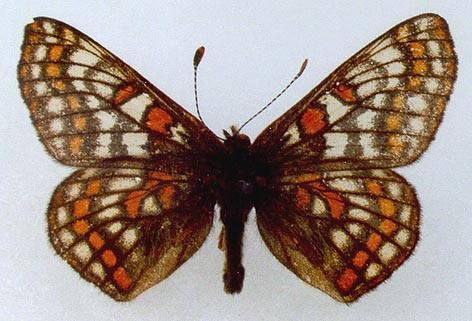 Euphydryas iduna alferakyi, holotype, color image
