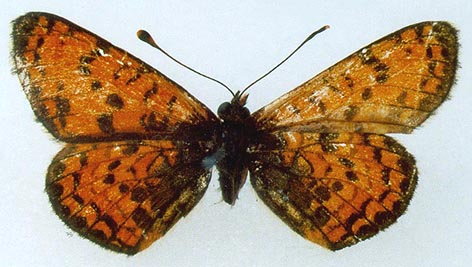 Melitaea latonigena ukoka, holotype, color image