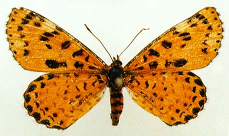 Melitaea romanovi, female, color image
