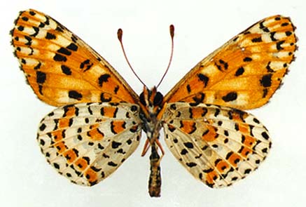 Melitaea romanovi, male, color image