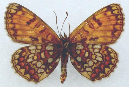 Mellicta athalia hyperborea, color image