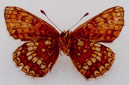 Mellicta athalia hyperborea, holotype, color image
