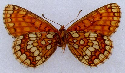 Mellicta menetriesi westsibirica, color image