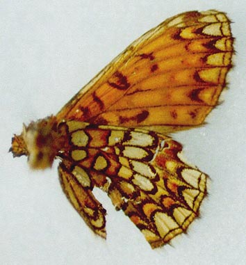 Mellicta menetriesi westsibirica, holotype, color image