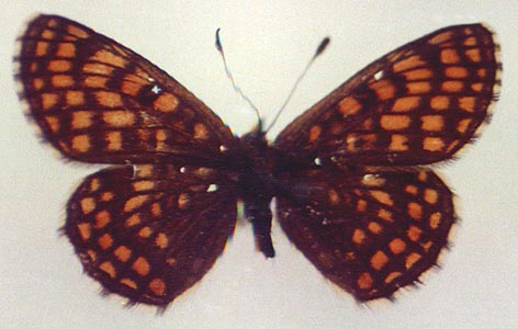 Mellicta menetriesi westsibirica, color image