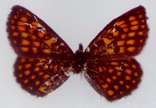 Mellicta plotina standeli, holotype, color image