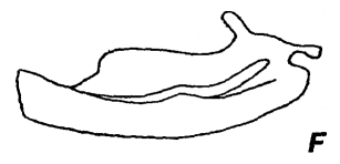 Neptis thisbe male genitalia from Argun, image