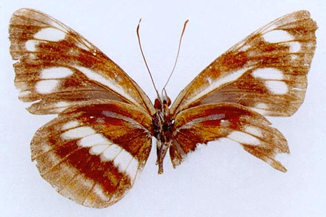 Neptis thisbe from Transbaikalia, color image