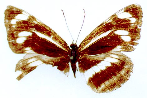 Neptis thisbe from Transbaikalia, color image