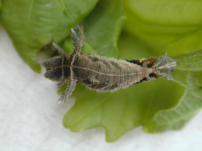 Neptis thisbe larva, color image