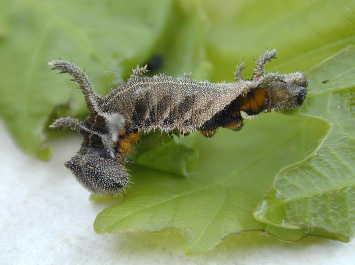 Neptis thisbe larva, color image