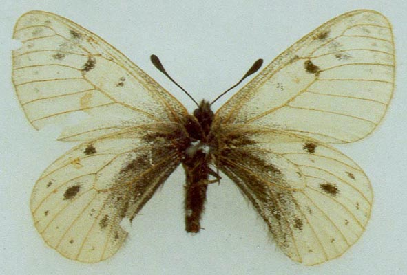 Parnassius ammosovi, holotype, color image