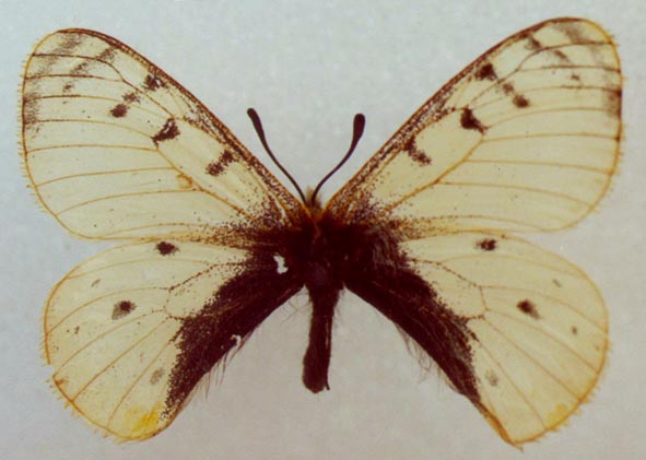 Parnassius arcticus, color image