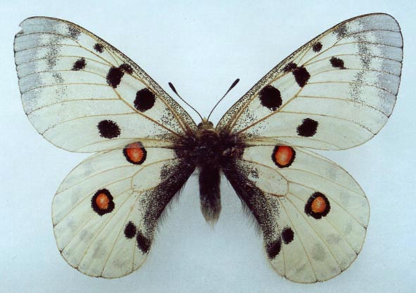 Parnassius apollo alpherakyi, color image
