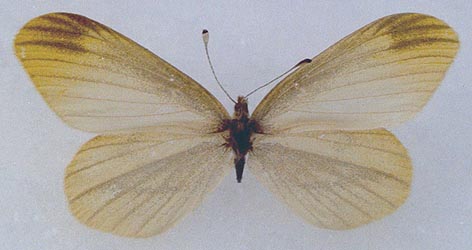 Leptidea amurensis jacutia, holotype, color image