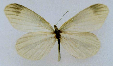 Leptidea amurensis jacutia, color image