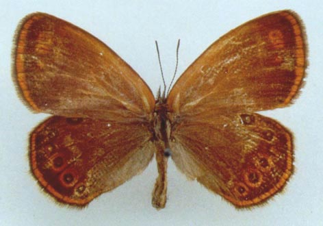 Coenonympha glycerion beljaevi, color image