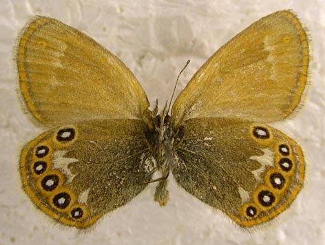 Coenonympha glycerion heroides, color image
