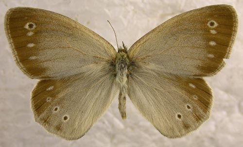 Coenonympha mongolica, color image