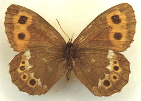 Erebia ajanensis arsenjevi, female, color image