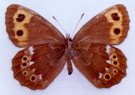 Erebia ajanensis, color image