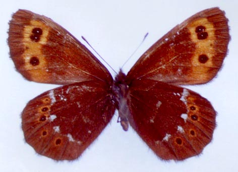 Erebia ajanensis ajanensis, color image
