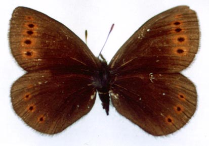 Erebia dabanensis dabanensis, color image