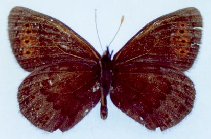 Erebia dabanensis olshvangi, color image