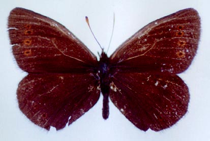 Erebia dabanensis olshvangi, color image