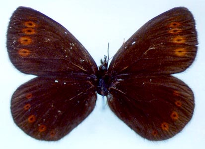 Erebia dabanensis troubridgei, holotype, color image