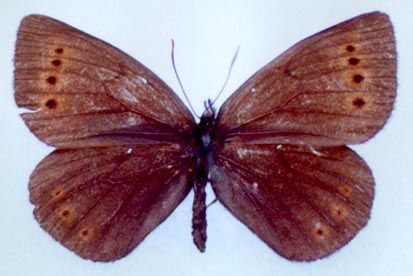 Erebia dabanensis troubridgei, color image