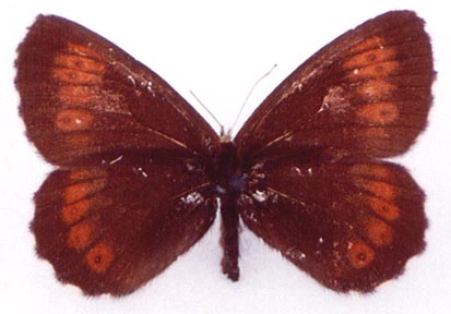 Erebia euryale flaveoides, color image