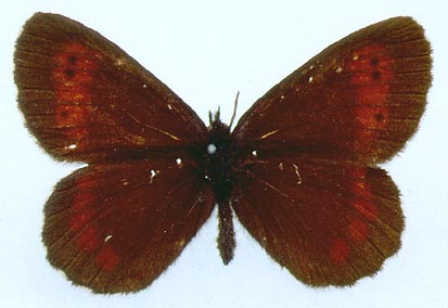 Erebia euryale, color image