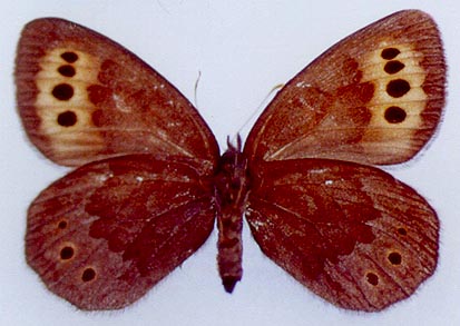 Erebia fletcheri chajataensis, holotype, color image