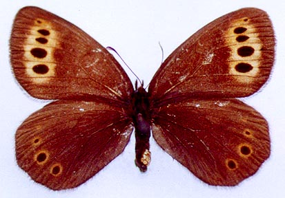 Erebia fletcheri chajataensis, holotype, color image