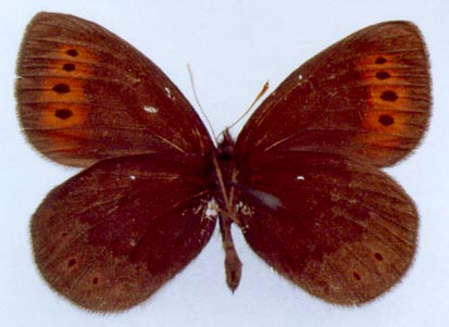 Erebia fletcheri chajataensis, color image
