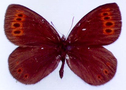 Erebia fletcheri chajataensis, color image