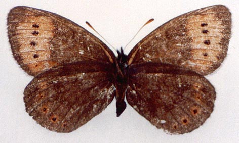 Erebia fletcheri chorymensis, holotype, color image