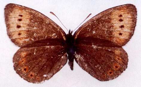 Erebia fletcheri chorymensis, holotype, color image