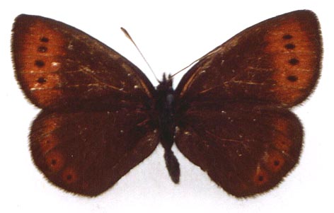 Erebia fletcheri chorymensis, color image