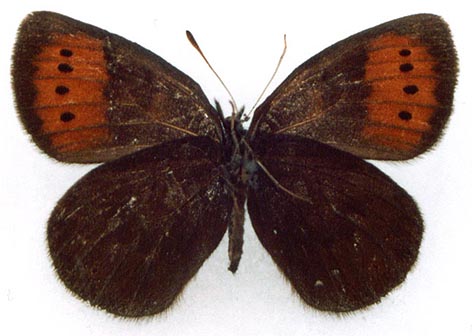 Erebia fletcheri, color image