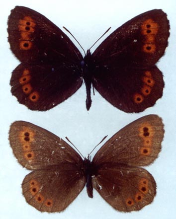 Erebia jeniseiensis, color image