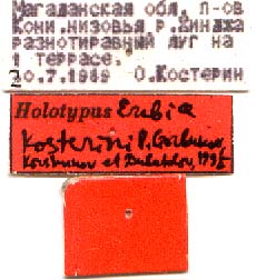 Erebia kosterini holotype labels, color image