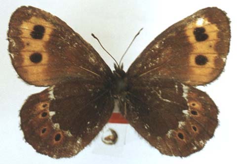 Erebia kosterini, holotype, color image